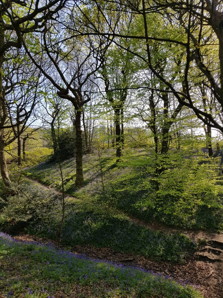 bluebell dell