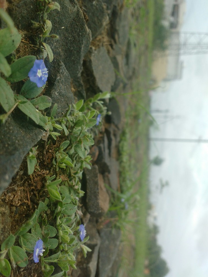 Cloudy morning