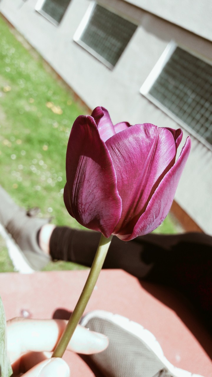 flower
