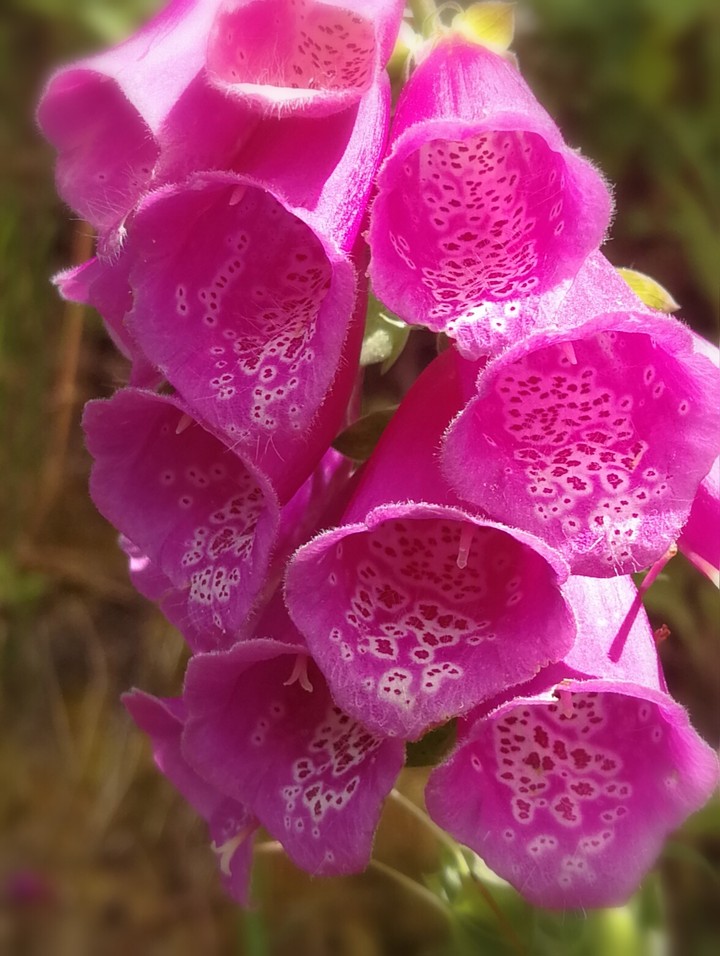 trompetbloem
