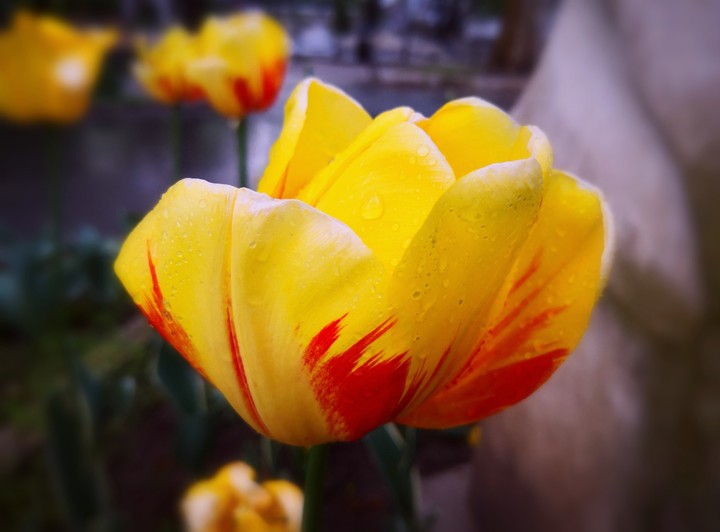 Golden yellow flamed with red