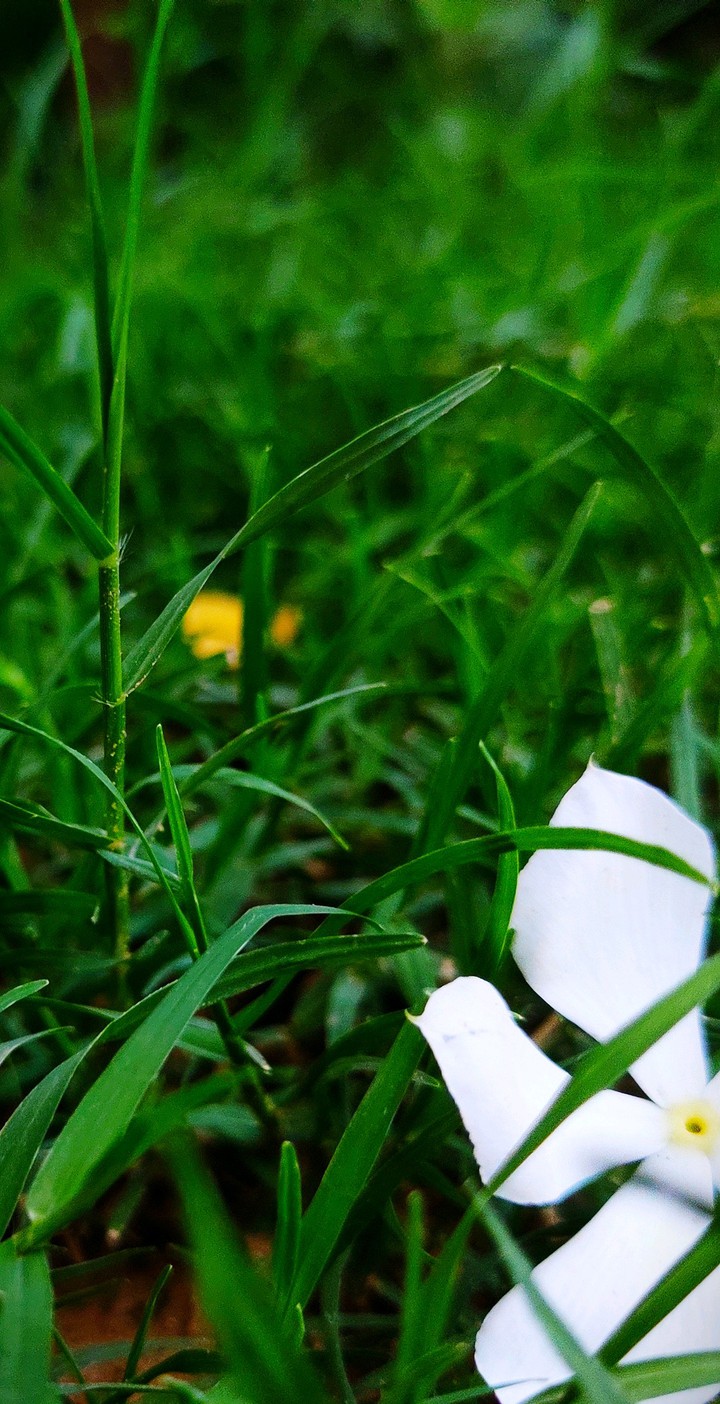 green forever