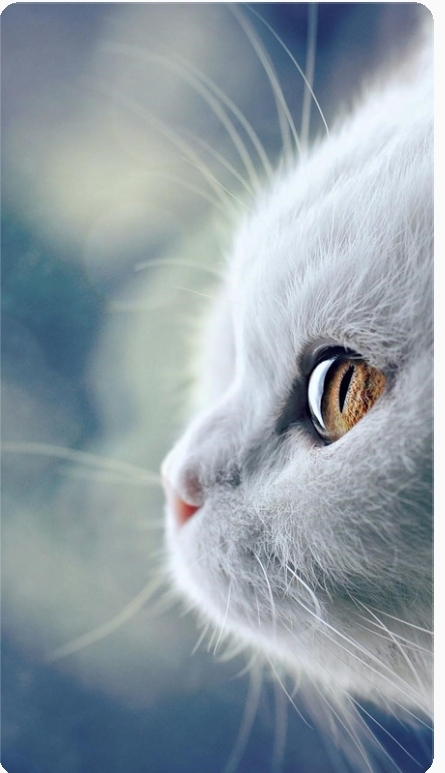 cute cat