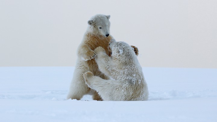 Eisbären beim spielen im Schnee