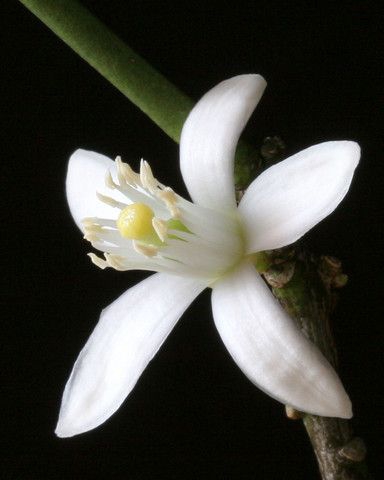 White flower on background black.