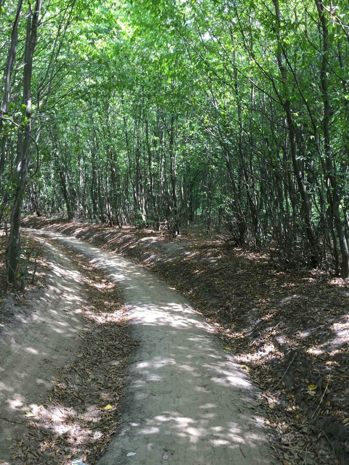 forest