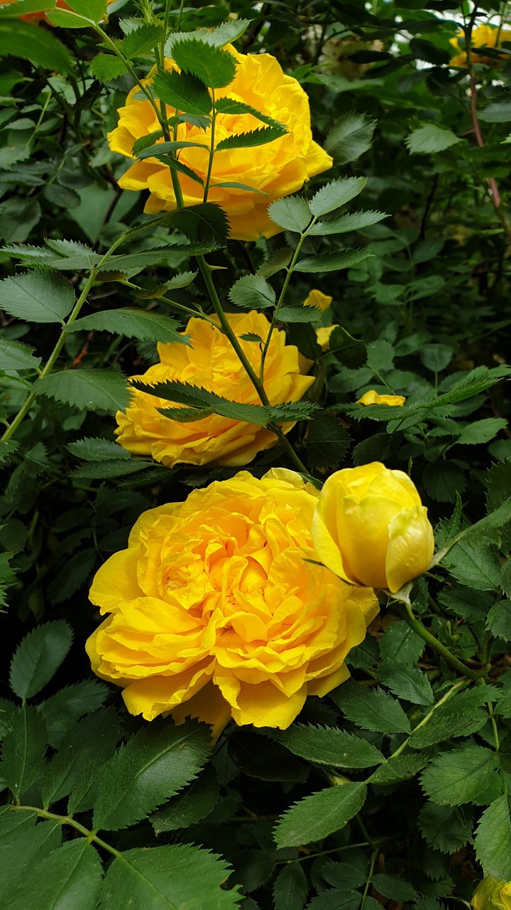 Sun rose