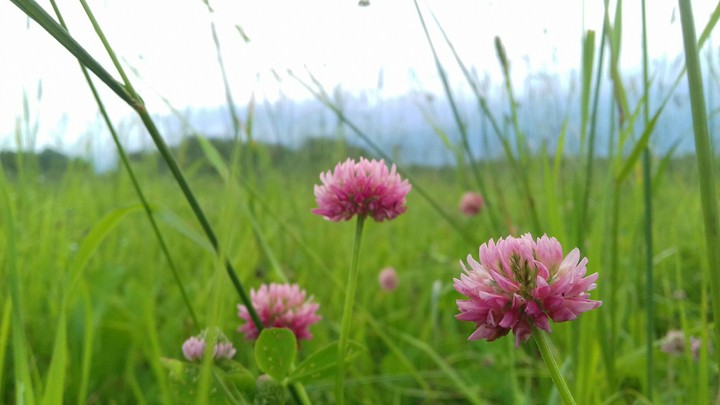 flowers.