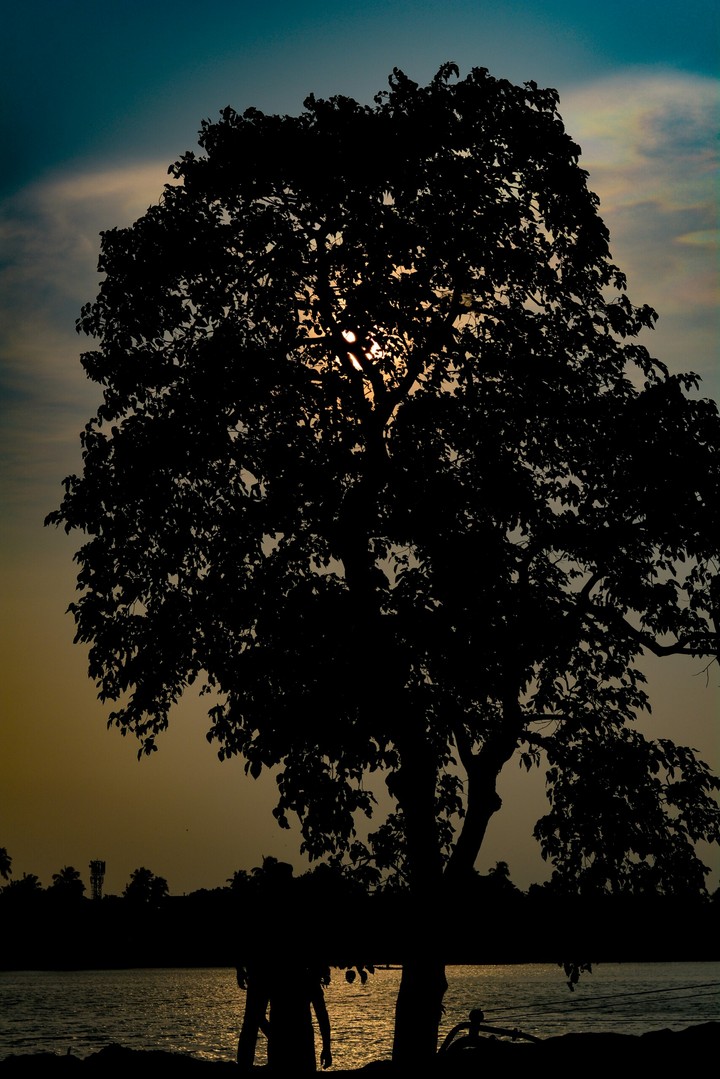 tree