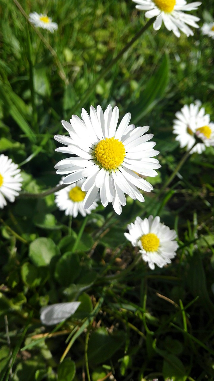 Marguerite