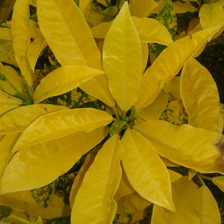 Leaves after rain