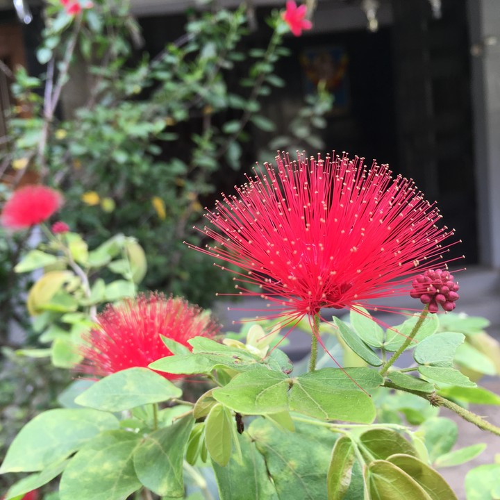 red flower