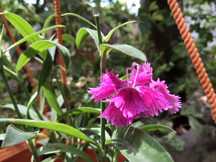pink flower