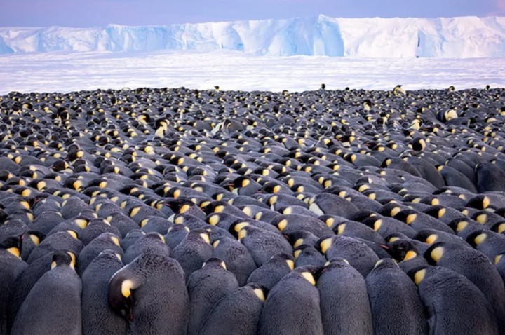 Papa Penguins Huddle