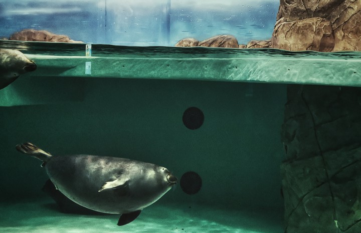 oceanarium