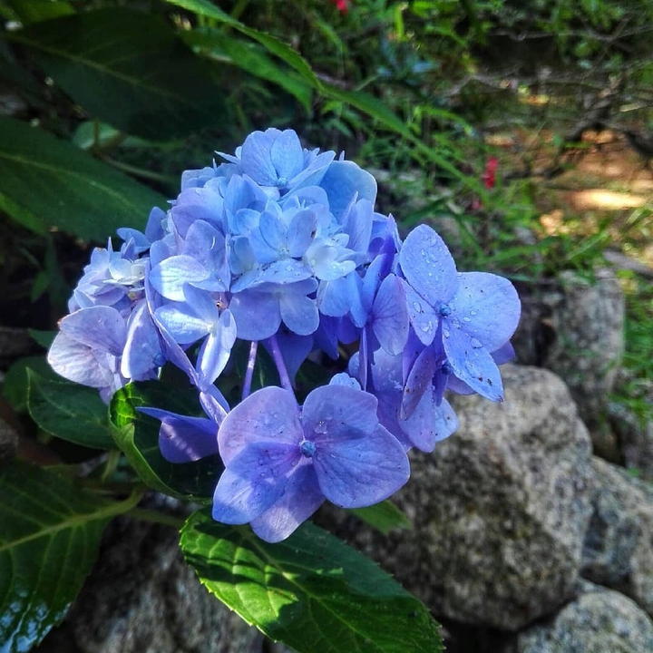 hydrangea #kerala