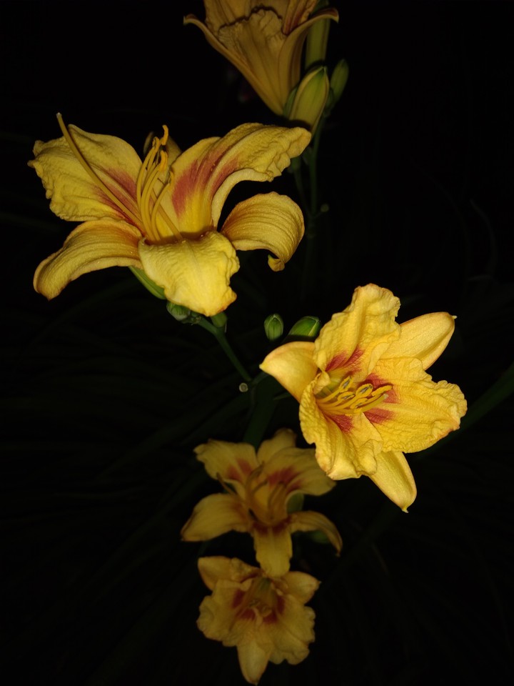 daylilies at night