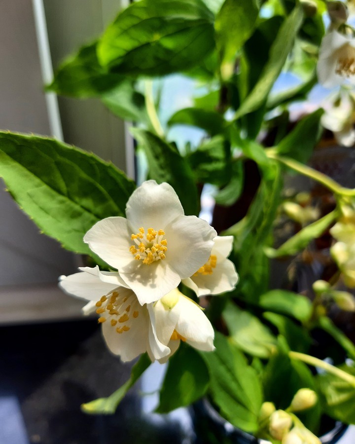 jasmine
