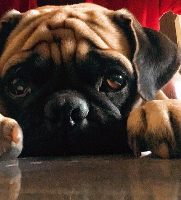 puggy