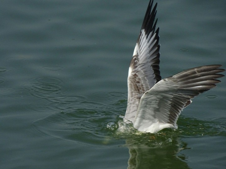 seagull dive
