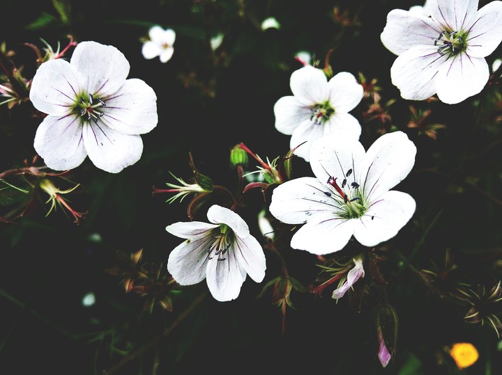 white flowers