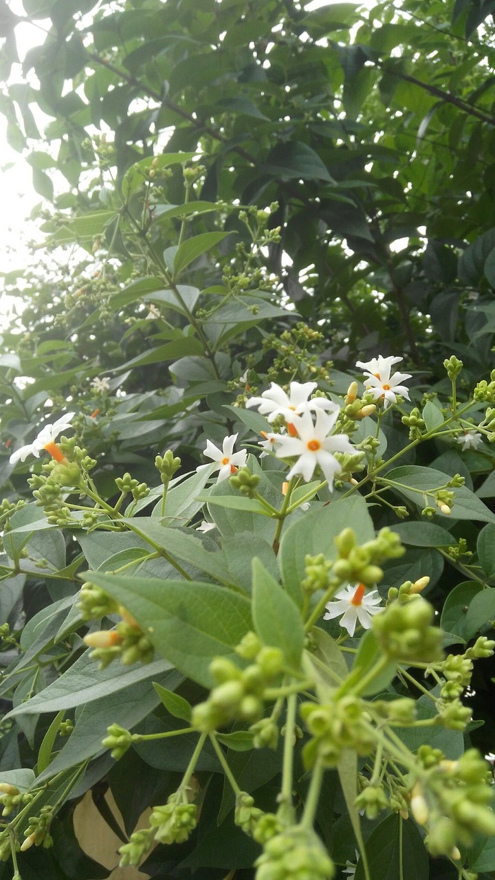 White flowers