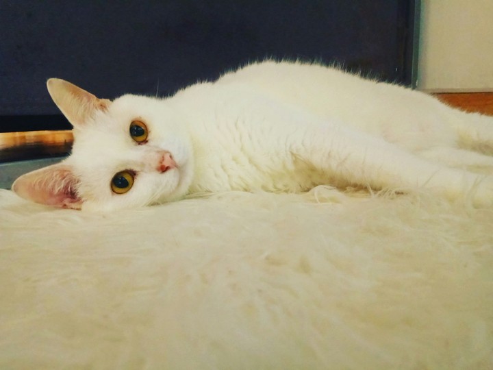 #cat#mynameissnowboy