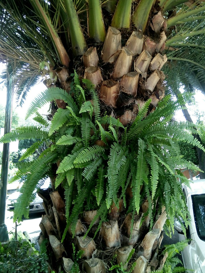 palma y helecho
