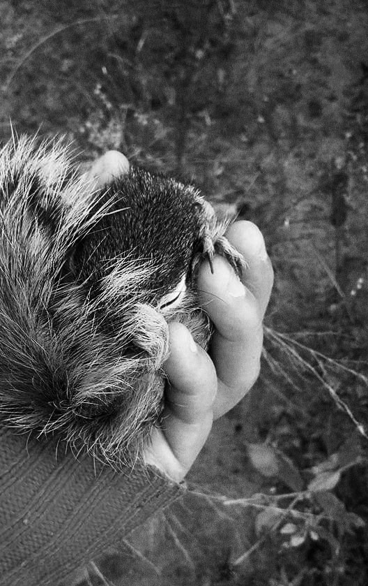 The little squirrel