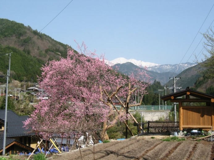 rural landscape in early spring