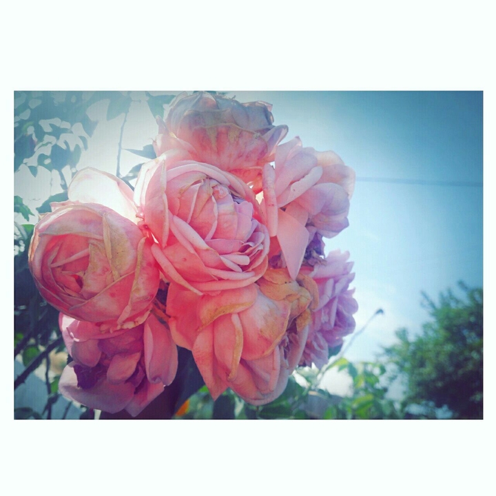 Roses....myclick