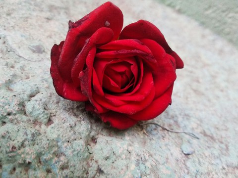 rose clicked my sister