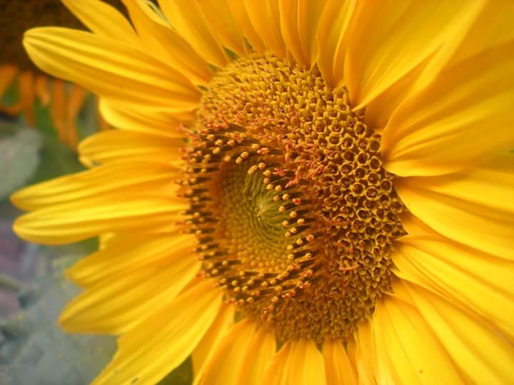 Sunflower