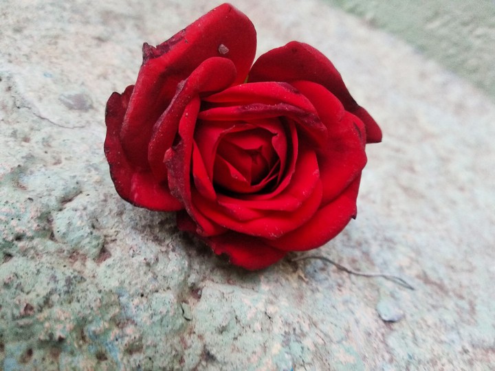 rose clicked my sister