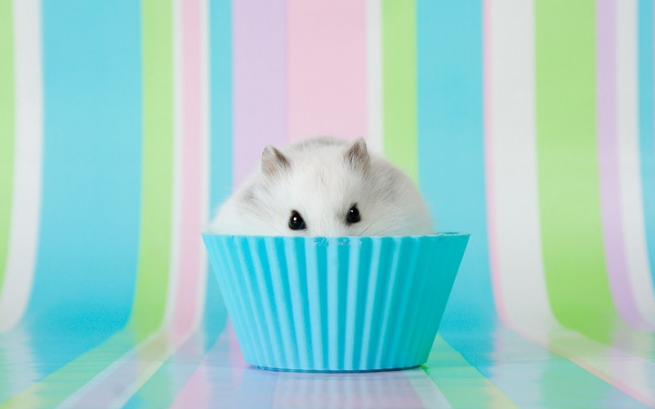 Hamster
