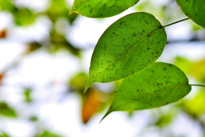 Leaves