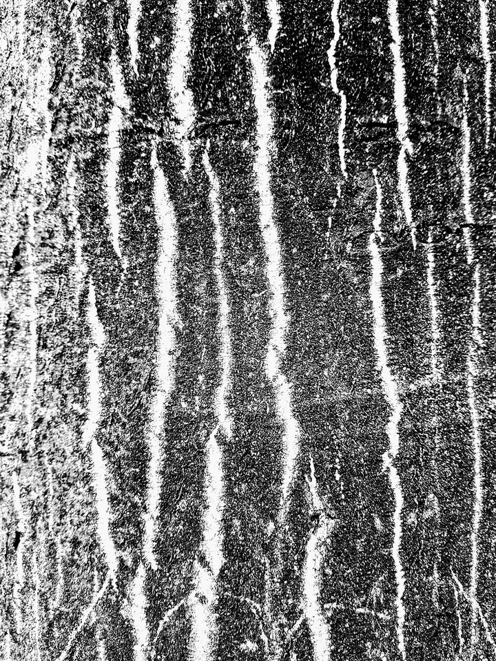 Tree Trunk