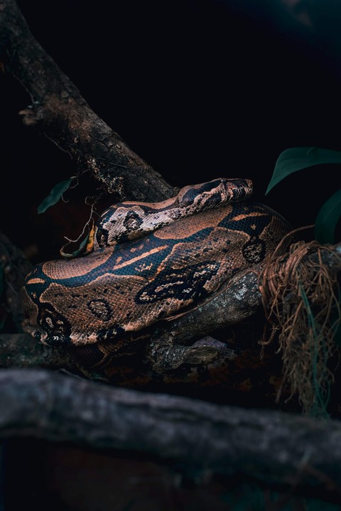 шпалери alligator, trunk