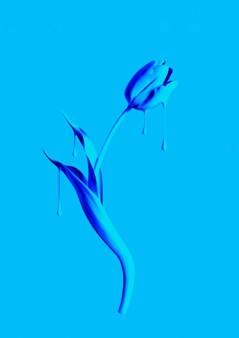 Blue tulip
