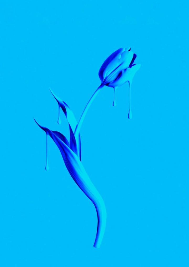 Blue tulip