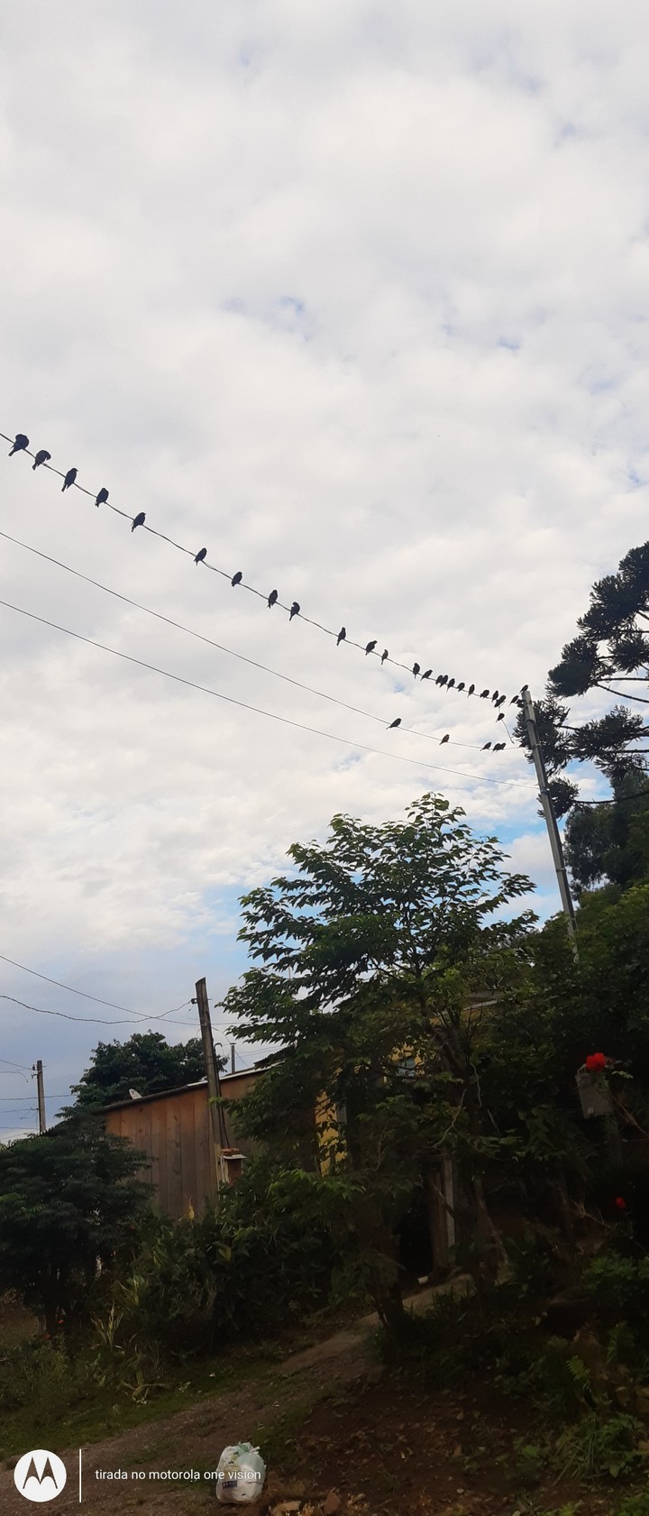pássaros