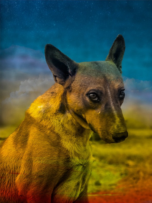 COLORFUL DOG