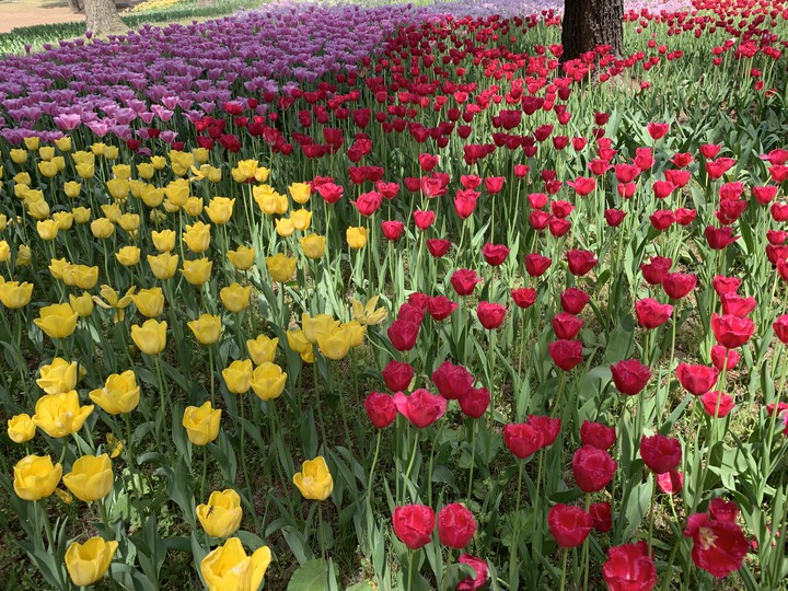 Tulips