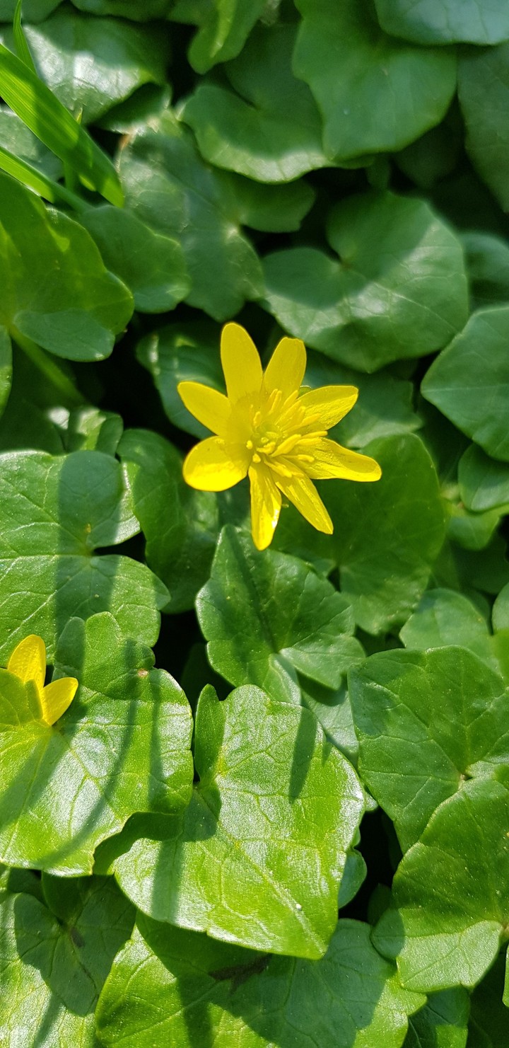 Yello flowers