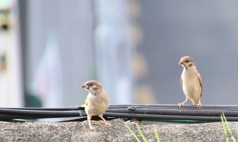 vertebrate, songbird achtergronden