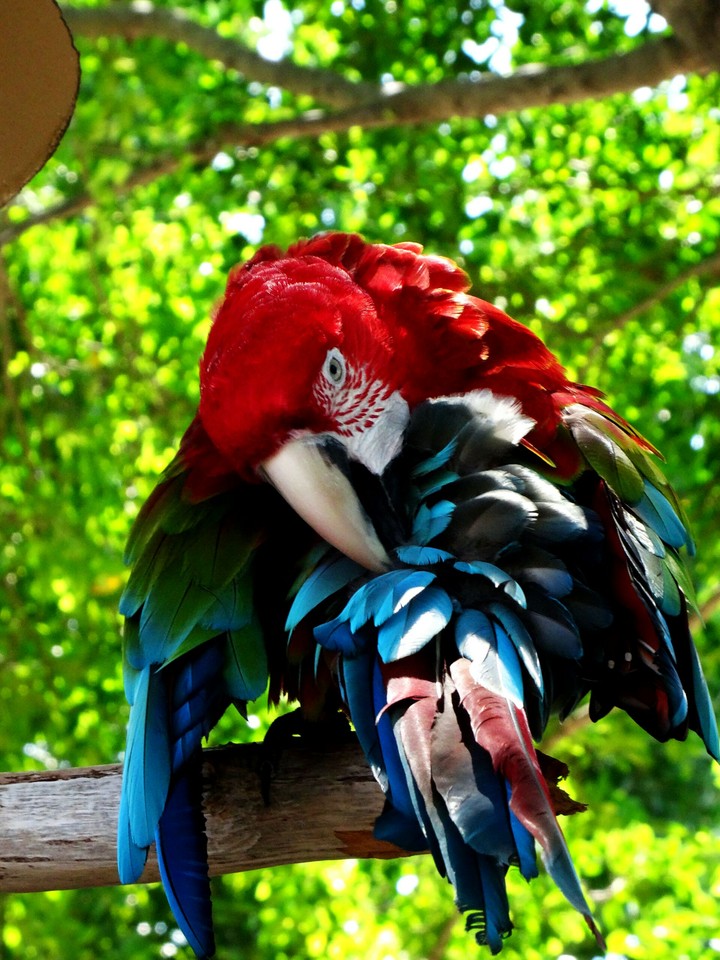 Beautiful Bird!