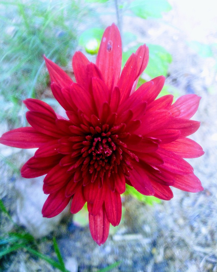 beautiful flower