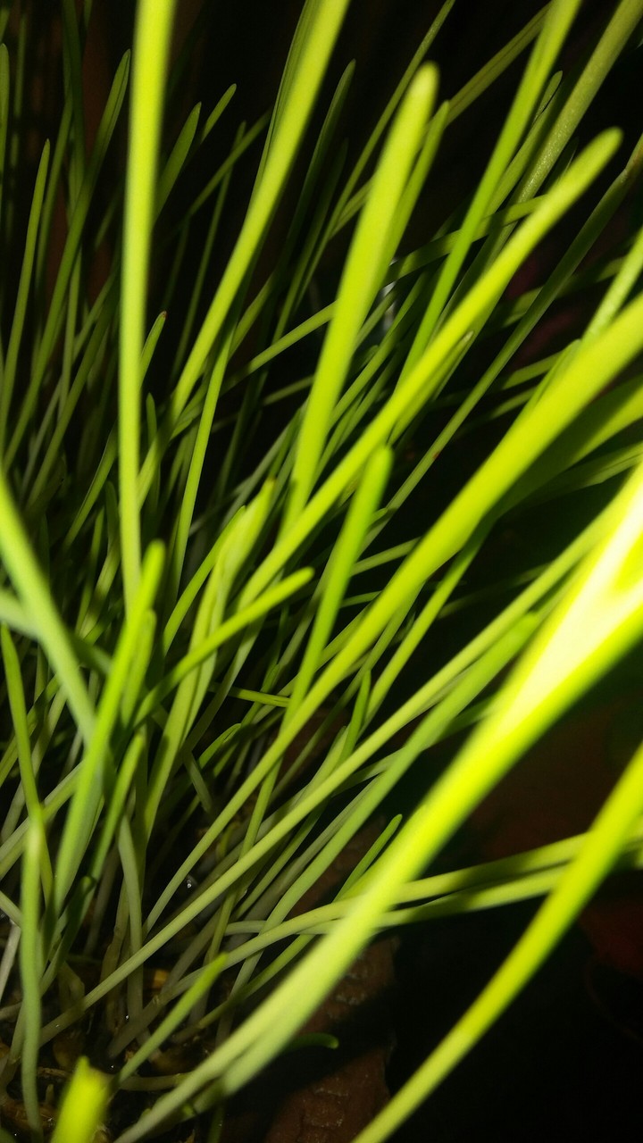grass