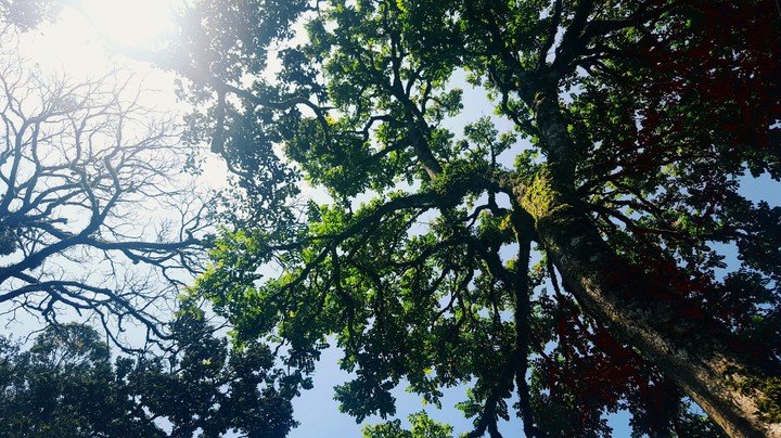 when the trees talk
