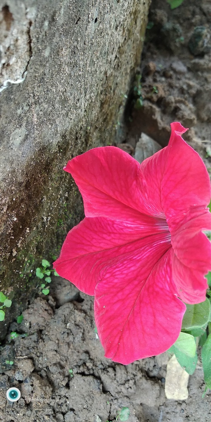 Brighing flower